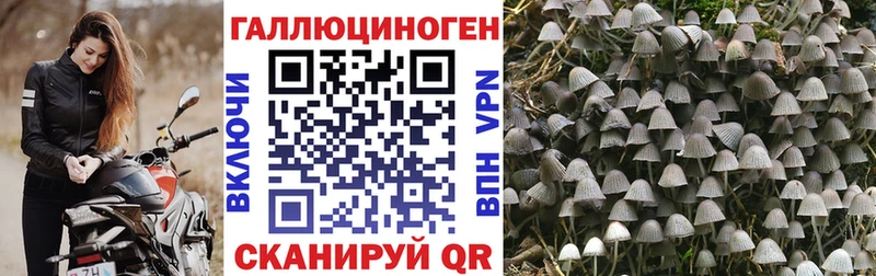 Псилоцибиновые грибы Psilocybe  Заозёрск 